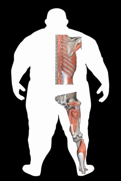 Body Type Three (BT3) of The Four Body Types