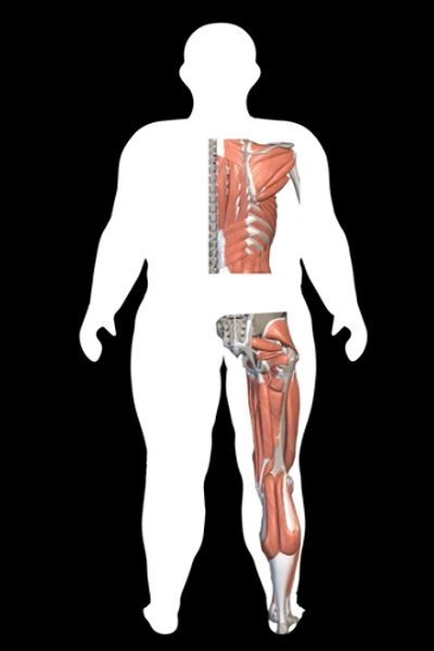 Body Type Two (BT2) of The Four (4) Body Types