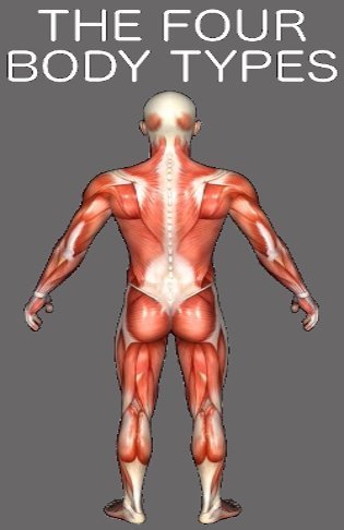 The Four Body Types & Star Power The Four Body Types & Star Power