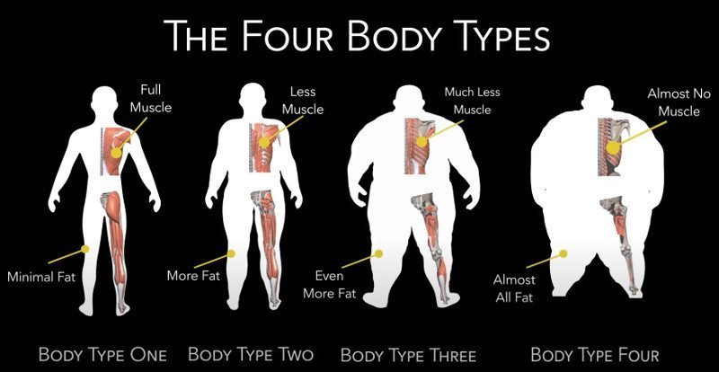 Fellow One Research Participant - The Four Body Types Identifier