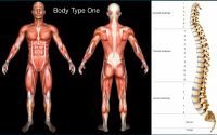 The Four (4) Body Types, Body Type Test - Standard Scientific Human Body Anatomy Book Body Type One (BT1) and how to know what your body type is... 