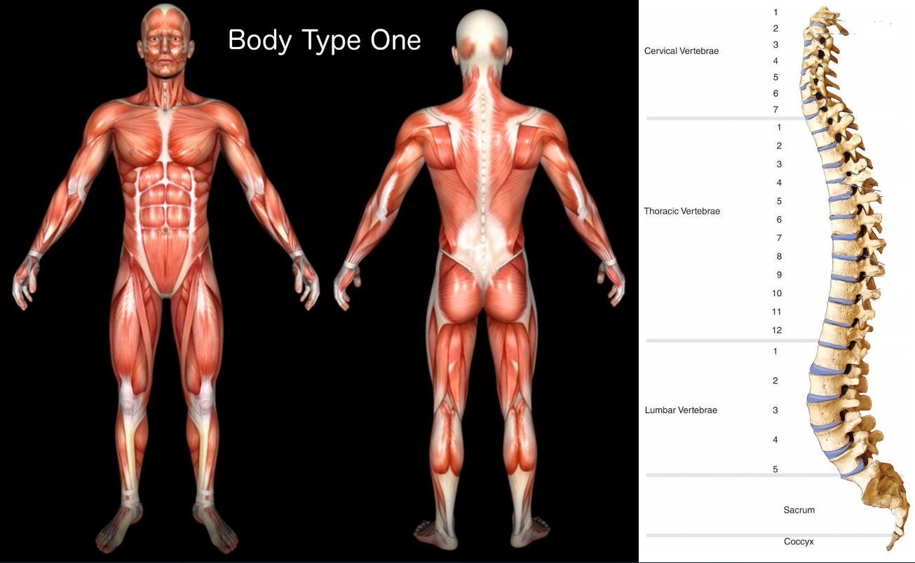 image of the four body types