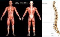 Scientific Weight Loss, How to Successfully Lose Weight - Key #1, Standard Scientific Human Body Anatomy Book Body Type One (BT1)