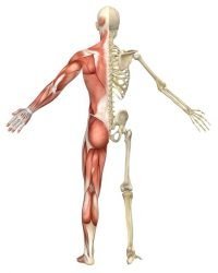 What is My Body Type Quiz - Scientific Body Type Quiz/Test