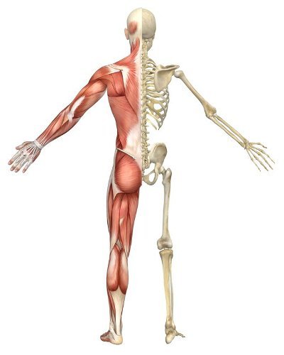 Spiritual Scientist - Underdeveloped Muscle/Mass & Vertebrae