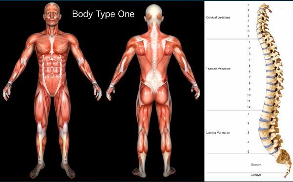 The Standard Scientific Human Body Anatomy Book Body Type One (BT1)