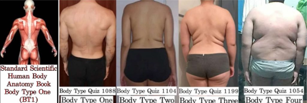 Body Type Science - FAQ - The Four Body Types, Fellow One Research