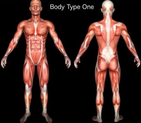 Body Type Science - Standard Body Type One (BT1), Body Type Standards