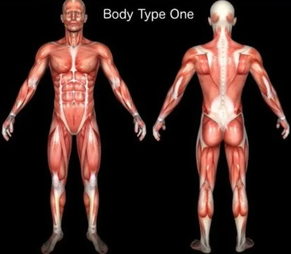 Why Current Scientific Body Type Standards (BT1, BMI, BMR) Are Inaccurate Indicators of Health & Obesity