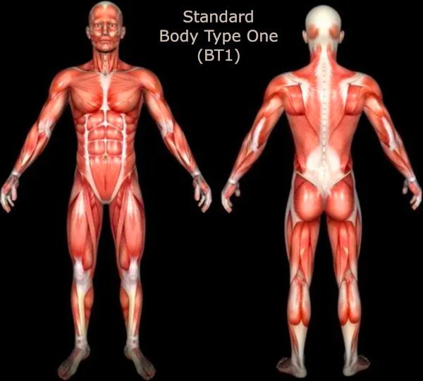 The History of Body Types - Standard Body Type One (BT1)