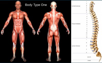 Standard Body Type One (BT1) and Vertebrae - FAQ - Body Type Science Theory